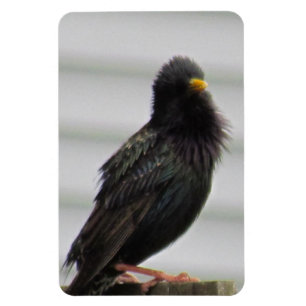 Fuzzy Headed Bird Magnet