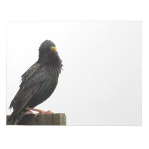 Fuzzy Headed Bird Notepad