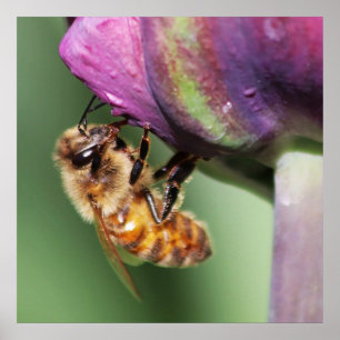 Fuzzy Little Bee Poster