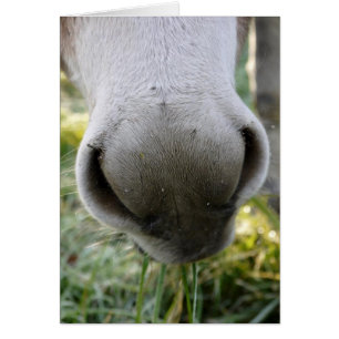 Fuzzy Nose Card