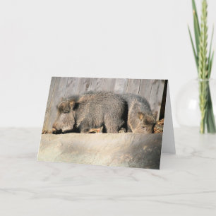 Fuzzy piggies card