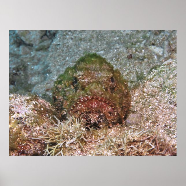 Fuzzy Scorpionfish Poster (Front)