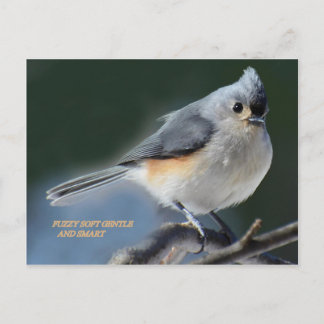 FUZZY SOFT GENTLE AND SMART POSTCARD