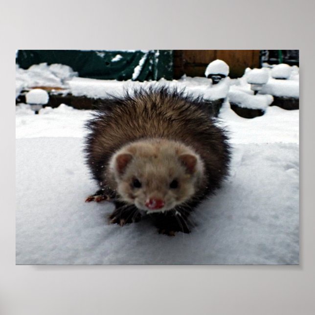 Fuzzy The Great Poster (Front)