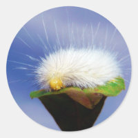 Fuzzy White Caterpillar