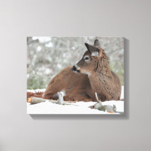 Fuzzy White Tailed Deer Fawn Canvas Print