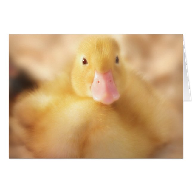 Fuzzy Yellow Duck Easter Baby Duckling (Front Horizontal)
