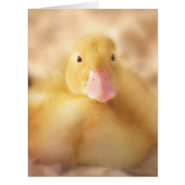 Fuzzy Yellow Duck Easter Baby Duckling (Front)