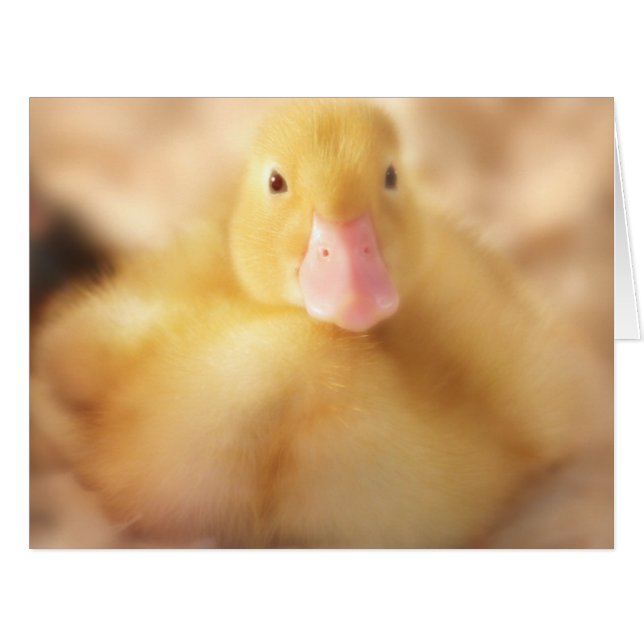 Fuzzy Yellow Duck Easter Baby Duckling (Front Horizontal)