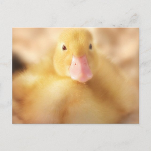 Fuzzy Yellow Duck Easter Baby Duckling Holiday Postcard (Front)
