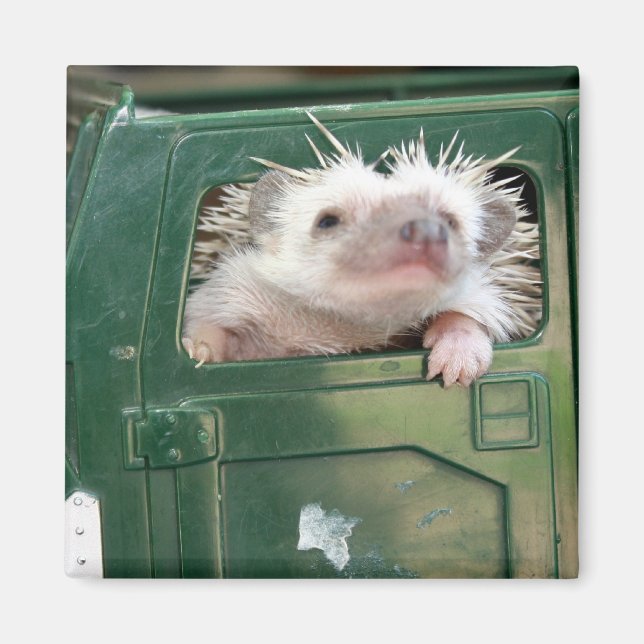 G.I. Hedgehog Magnet (Front)