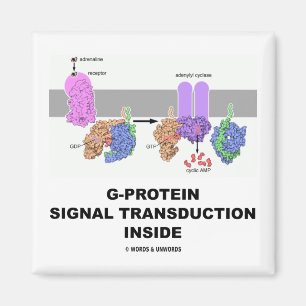 G-Protein Signal Transduction Inside Magnet