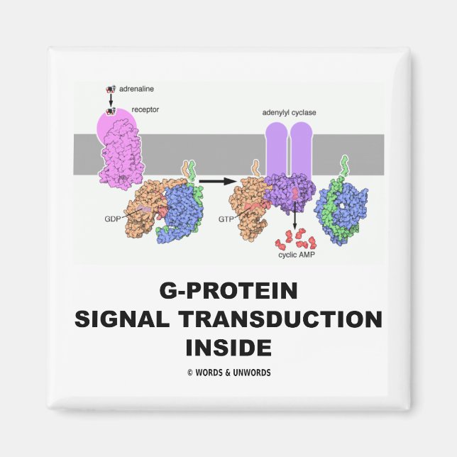 G-Protein Signal Transduction Inside Magnet (Front)