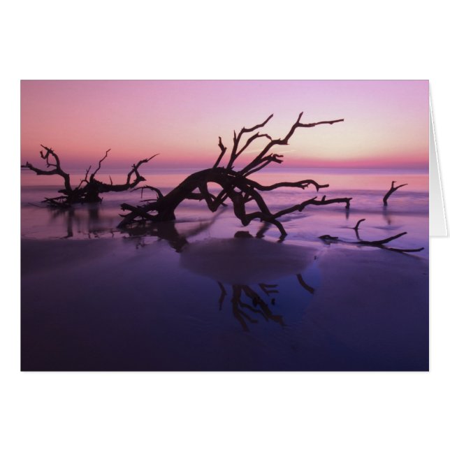GA Jekyll Island, Tree graveyard on  beach at (Front Horizontal)