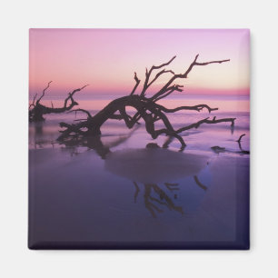 GA Jekyll Island, Tree graveyard on beach at Magnet