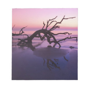 GA Jekyll Island, Tree graveyard on beach at Notepad