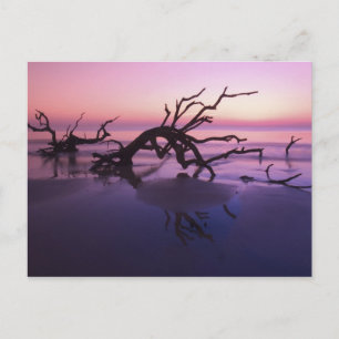 GA Jekyll Island, Tree graveyard on beach at Postcard