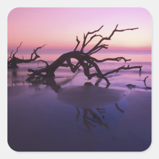 GA Jekyll Island, Tree graveyard on  beach at Square Sticker (Front)