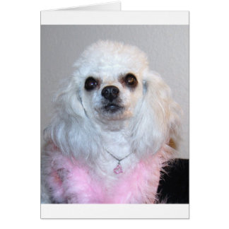 Gabby white poodle fancy dressed in Pink