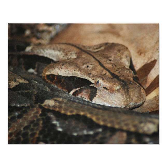 Gaboon Viper Closeup Photo Print (Front)