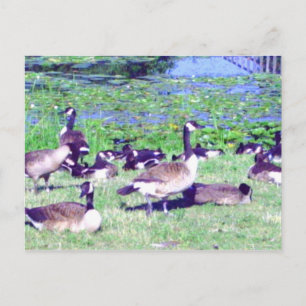 Gaggle of Geese Postcard