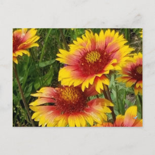 GAILARDIA ON THE PRAIRIE - POSTCARD