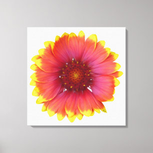 Gaillardia 1 canvas print
