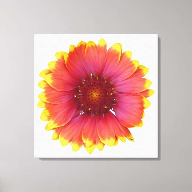 Gaillardia 1 canvas print (Front)