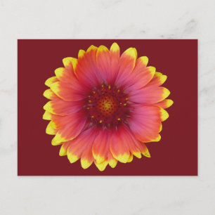 Gaillardia 1 postcard