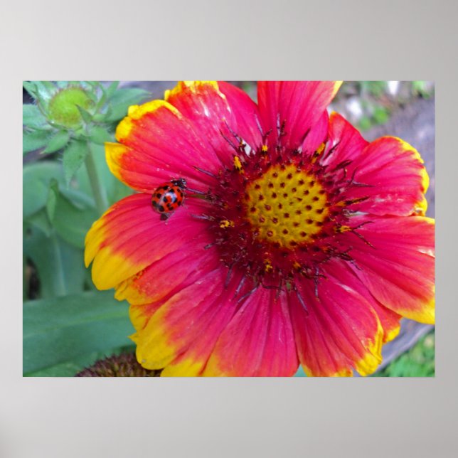 Gaillardia and Ladybug Poster (Front)
