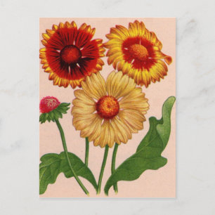 gaillardia gaillardias postcard