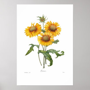 Gaillardia Poster
