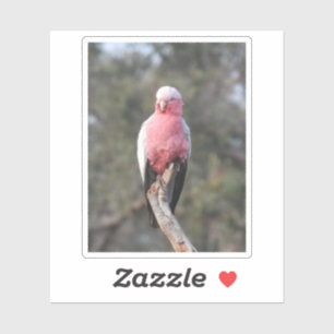 Galah