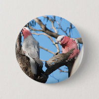 Galah