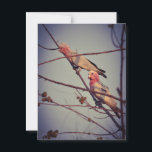 Galah birds in tree2 postcard<br><div class="desc">Galah birds in Darwin,  Northern Territory,  Australia</div>