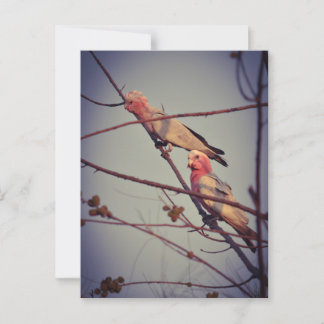 Galah birds in tree2 postcard