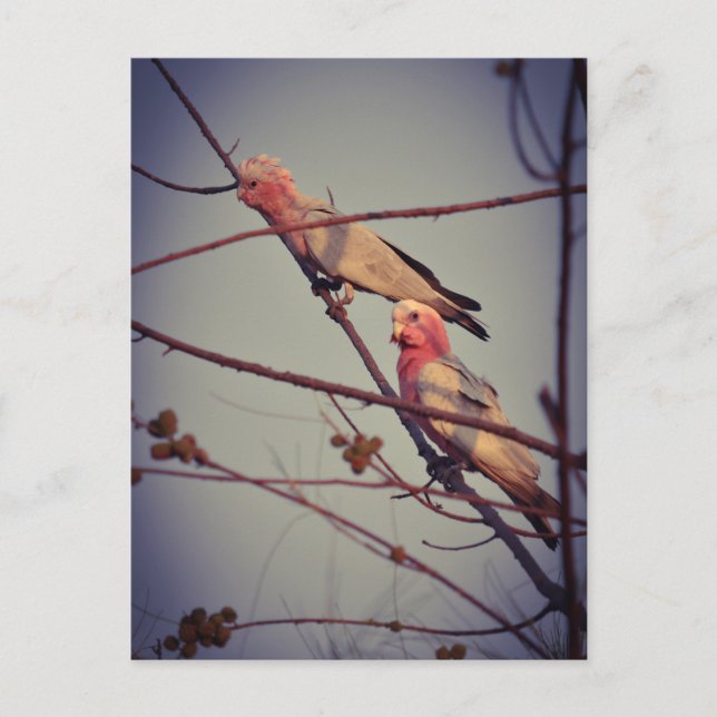 Galah birds in tree2 postcard (Front)