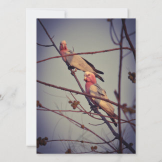 Galah birds in tree 1