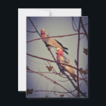 Galah birds in tree 1 postcard<br><div class="desc">Galah birds in Darwin,  Northern Territory,  Australia</div>