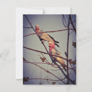 Galah birds in tree 1 postcard