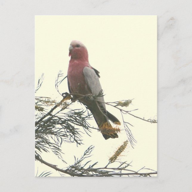Galah Postcard (Front)