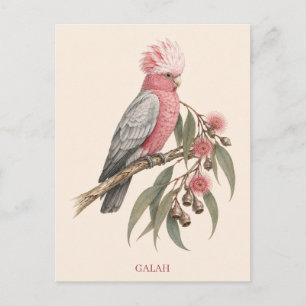 Galah Postcard Bush Edition