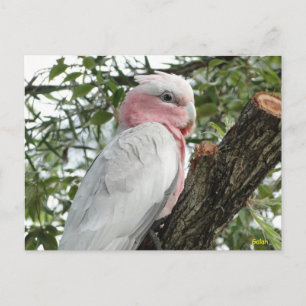 Galah (Rose Breasted/Roseate Cockatoo) Postcard