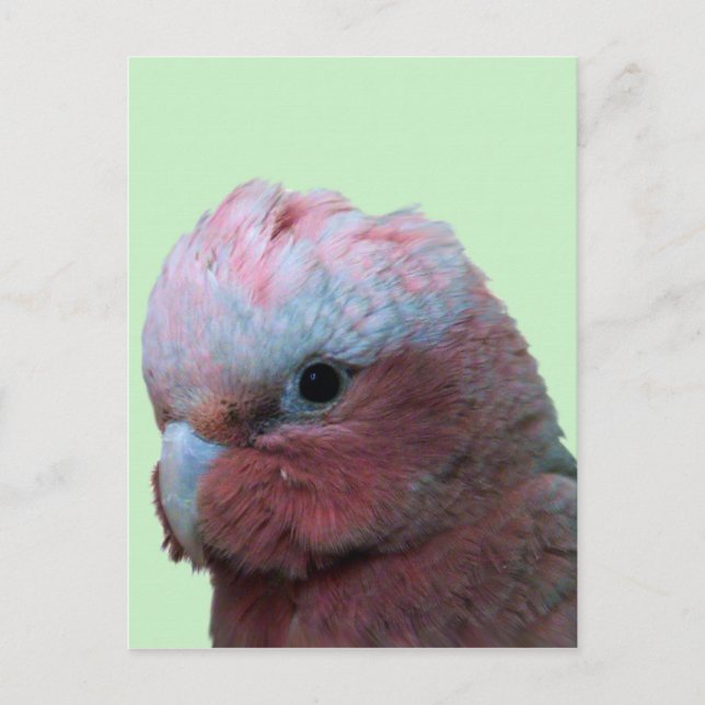 Galahs Postcard (Front)