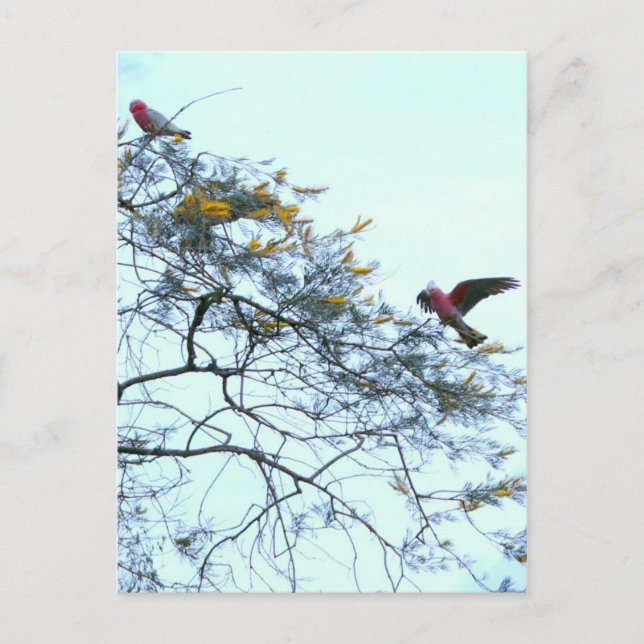 Galahs Postcard (Front)