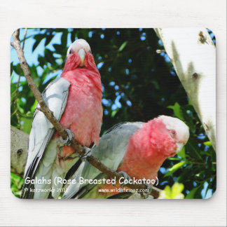 Galahs (Rose Breasted Cockatoo) Mouse Pad