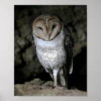 Galapagos Barn Owl