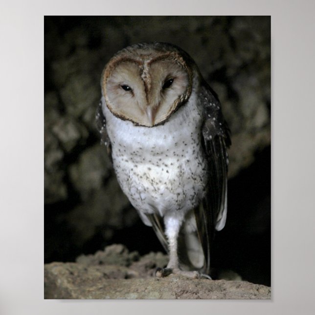 Galapagos Barn Owl Poster (Front)
