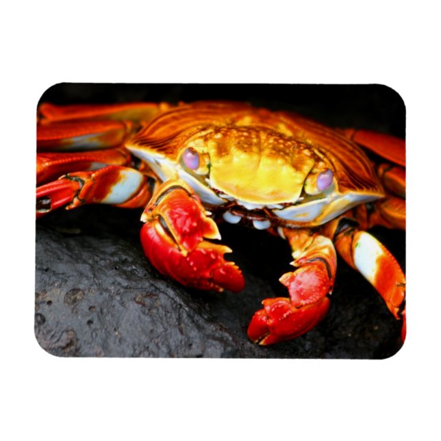 Galapagos Crab Magnet (Horizontal)