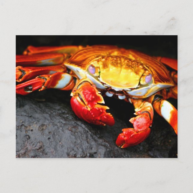 Galapagos Crab Postcard (Front)